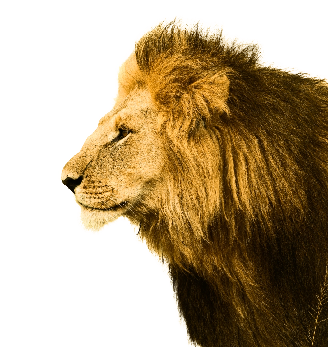 lion side